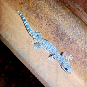 Oedura fimbria at Karijini, WA - 4 Nov 2022 08:31 PM