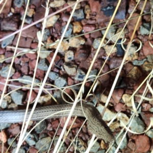 Lialis burtonis (Burton's Snake-lizard) at Karijini, WA by AaronClausen