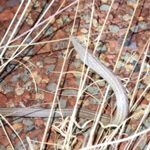 Lialis burtonis at Karijini, WA - 4 Nov 2022 08:50 PM