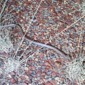 Lialis burtonis at Karijini, WA - 4 Nov 2022 08:50 PM