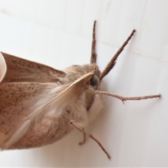 Oenochroma subustaria (Grey Wine Moth) at Mount Painter - 16 Jan 2023 by CathB