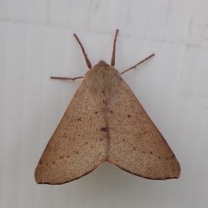 Oenochroma subustaria at Cook, ACT - 16 Jan 2023
