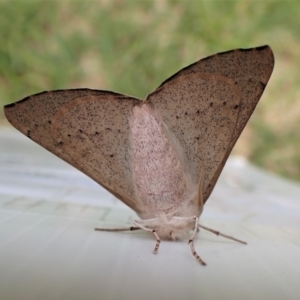 Oenochroma subustaria at Cook, ACT - 16 Jan 2023 12:05 PM