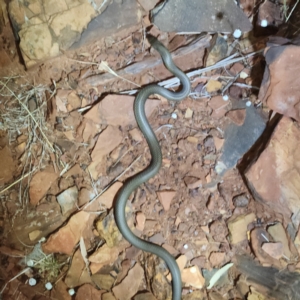Pseudechis australis (Mulga Snake) at by AaronClausen