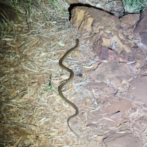 Pseudechis australis at Karijini, WA - 4 Nov 2022 07:48 PM