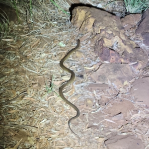 Pseudechis australis (Mulga Snake) at Karijini, WA by AaronClausen