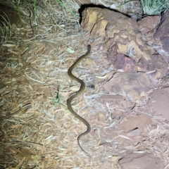Pseudechis australis (Mulga Snake) at Karijini, WA - 4 Nov 2022 by AaronClausen