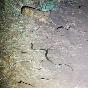 Pseudechis australis at Karijini, WA - 4 Nov 2022 07:48 PM