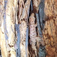Lucasium wombeyi (Pilbara Ground Gecko) at Karijini, WA - 4 Nov 2022 by AaronClausen