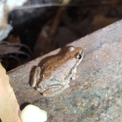 Litoria rubella (Little Red Tree Frog) at Karijini, WA - 4 Nov 2022 by AaronClausen