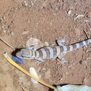 Heteronotia spelea at Karijini, WA - 4 Nov 2022