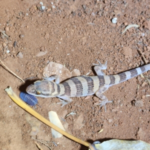 Heteronotia spelea at Karijini, WA - 4 Nov 2022 07:39 PM
