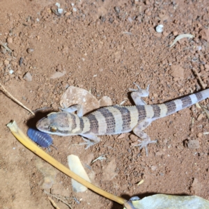 Heteronotia spelea (Cave Prickly Gecko) at Karijini, WA by AaronClausen
