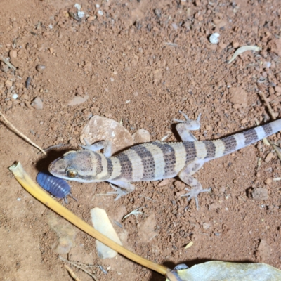 Heteronotia spelea (Cave Prickly Gecko) at Karijini, WA - 4 Nov 2022 by AaronClausen