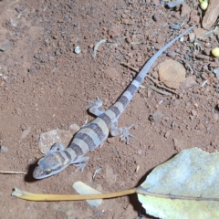 Heteronotia spelea at Karijini, WA - 4 Nov 2022 07:39 PM