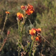 Dillwynia sericea (Egg And Bacon Peas) at Theodore, ACT - 15 Oct 2022 by michaelb