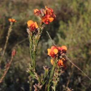 Dillwynia sericea at Theodore, ACT - 15 Oct 2022 05:34 PM