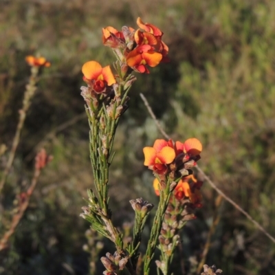 Dillwynia sericea (Egg And Bacon Peas) at Theodore, ACT - 15 Oct 2022 by MichaelBedingfield