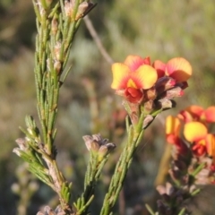 Dillwynia sericea at Theodore, ACT - 15 Oct 2022 05:34 PM