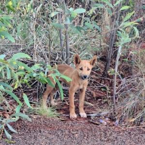 Canis lupus at Karijini, WA - 4 Nov 2022 05:53 PM