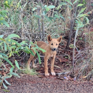 Canis lupus at Karijini, WA - 4 Nov 2022