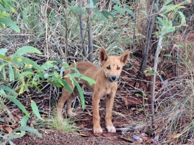 Canis lupus (Dingo / Wild Dog) at Karijini, WA - 4 Nov 2022 by AaronClausen