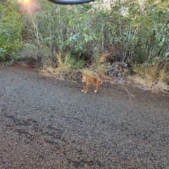 Canis lupus at Karijini, WA - 4 Nov 2022 05:53 PM