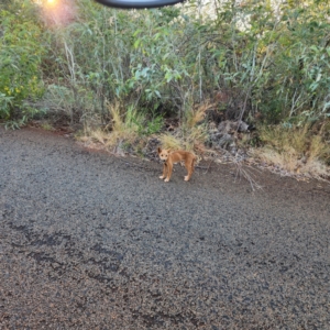 Canis lupus at Karijini, WA - 4 Nov 2022