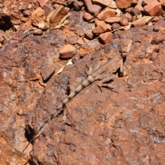 Ctenophorus caudicinctus (Ring-tailed Dragon) at Karijini, WA - 3 Nov 2022 by AaronClausen