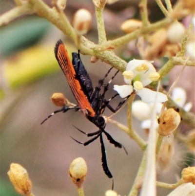 Snellenia lineata (A concealer moth) at Mount Painter - 16 Jan 2023 by CathB