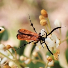 Snellenia lineata at Cook, ACT - 16 Jan 2023