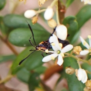 Snellenia lineata at Cook, ACT - 16 Jan 2023