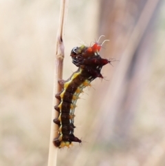 Opodiphthera eucalypti (Emperor Gum Moth) at Cook, ACT - 17 Jan 2023 by CathB