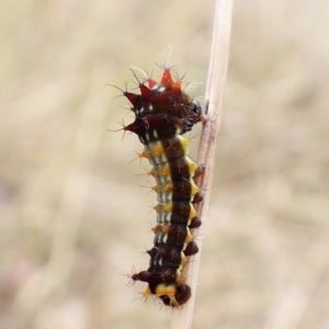 Opodiphthera eucalypti at Cook, ACT - 17 Jan 2023 03:27 PM