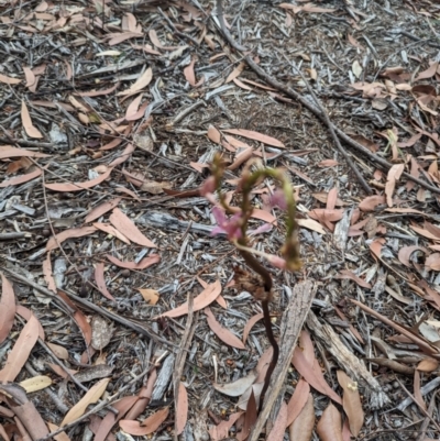 Dipodium sp. (A Hyacinth Orchid) at Mollymook Beach, NSW - 17 Jan 2023 by stofbrew