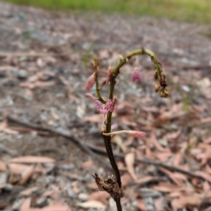 Dipodium sp. at Mollymook Beach, NSW - suppressed