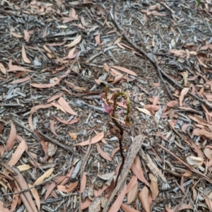 Dipodium sp. at Mollymook Beach, NSW - suppressed