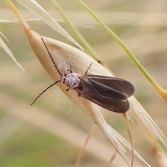 Monophlebidae (family) (Mealy Bugs) at Cook, ACT - 16 Jan 2023 by CathB
