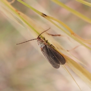 Monophlebidae sp. (family) at Cook, ACT - 16 Jan 2023