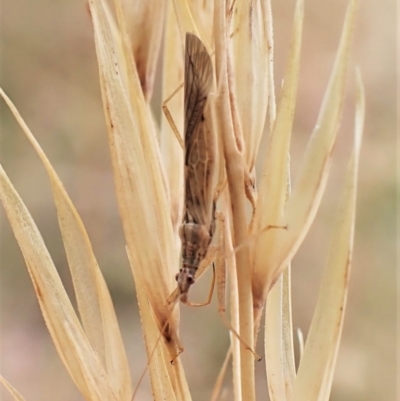 Nabis sp. (genus) (Damsel bug) at Cook, ACT - 16 Jan 2023 by CathB