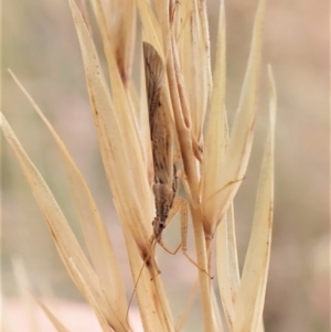 Nabis sp. (genus) at Cook, ACT - 16 Jan 2023 11:14 AM