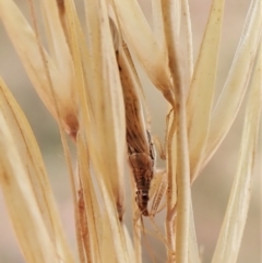 Nabis sp. (genus) at Cook, ACT - 16 Jan 2023 11:14 AM