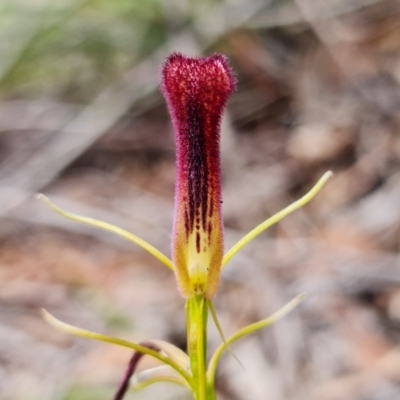 Cryptostylis hunteriana (Leafless Tongue Orchid) at Vincentia, NSW - 10 Jan 2023 by RobG1