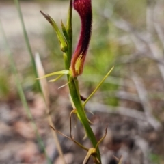 Cryptostylis hunteriana at Vincentia, NSW - suppressed