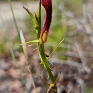 Cryptostylis hunteriana at Vincentia, NSW - suppressed