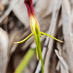 Cryptostylis hunteriana at Vincentia, NSW - suppressed