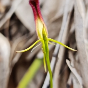 Cryptostylis hunteriana at Vincentia, NSW - suppressed