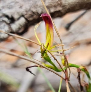 Cryptostylis hunteriana at Vincentia, NSW - suppressed