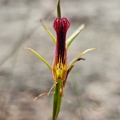 Cryptostylis hunteriana at Vincentia, NSW - suppressed