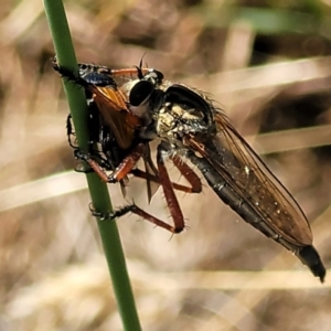 Zosteria sp. (genus) at Harrison, ACT - 17 Jan 2023